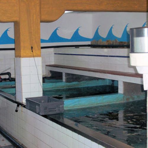 Piscinas en el interior del vivero de marisco