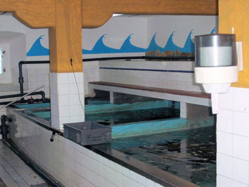 Piscinas en el interior del vivero de marisco
