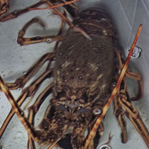 Imagen de langosta de cerca