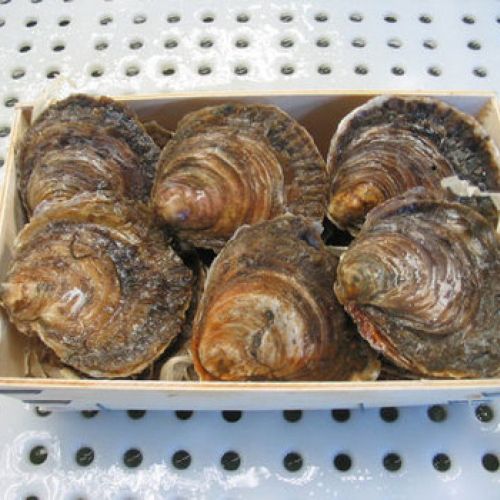 Imagen de ostras envasadas