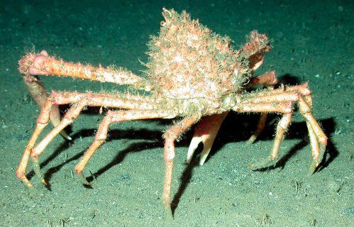Empieza la temporada del centollo de costa de Cantabria